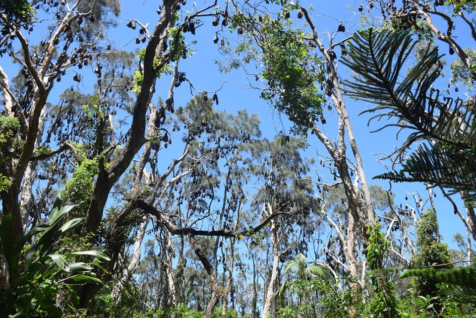 Australien - Yamba - Flughunde, soweit das Auge reicht...