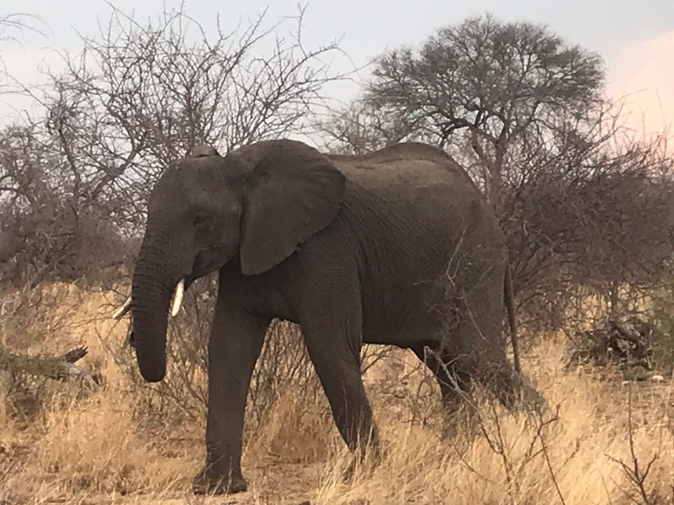 Südafrika -  - 