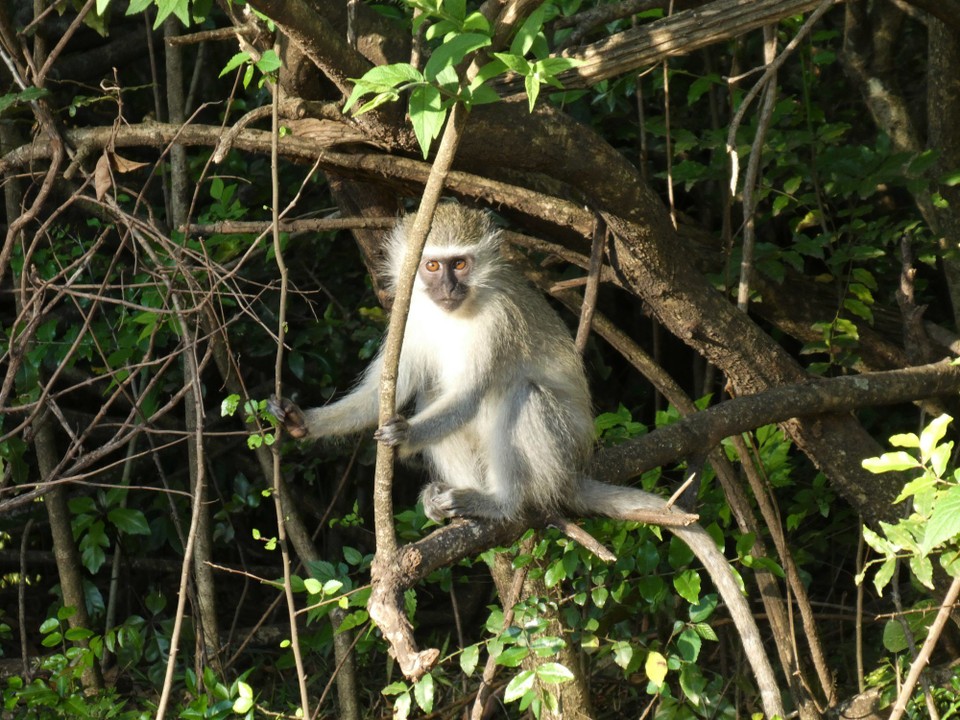 Südafrika - Blyde River Canyon - Dieser kleine Freund sorgte für (sehr) viel Begeisterung. Somit grosse Vorfreude, was morgen im Krüger alles folgt.