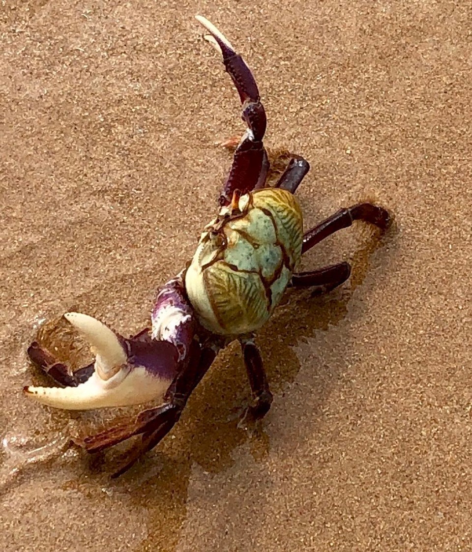 Brasilien - Salvador - Herrlicher großer Krebs