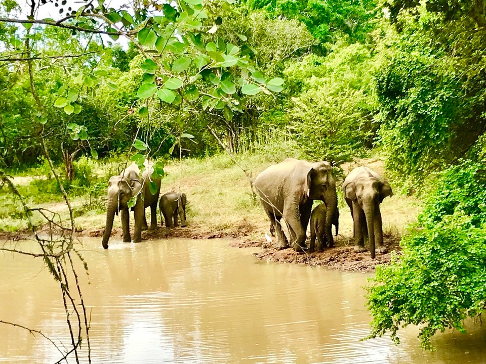 Sri Lanka -  - 