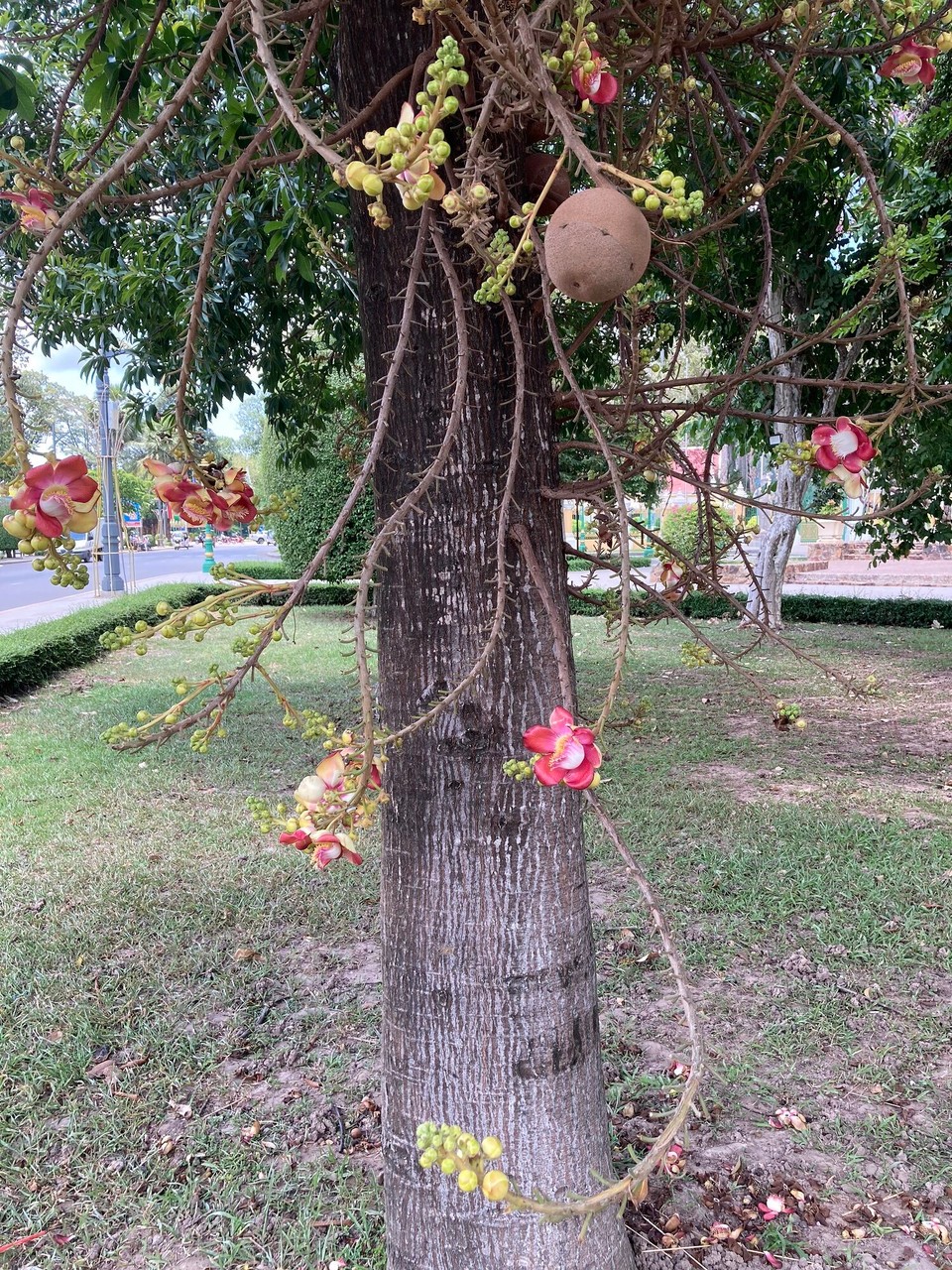 Kambodscha - Siem Reap - Kanonenkugelbaum - na so lang er nicht auf mich schießt 😂