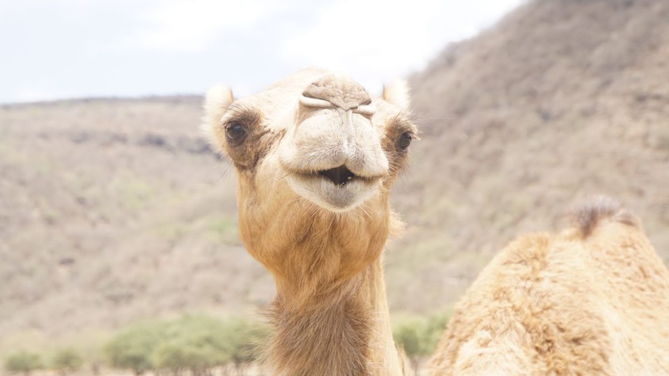 Oman -  - Er ziert sich noch