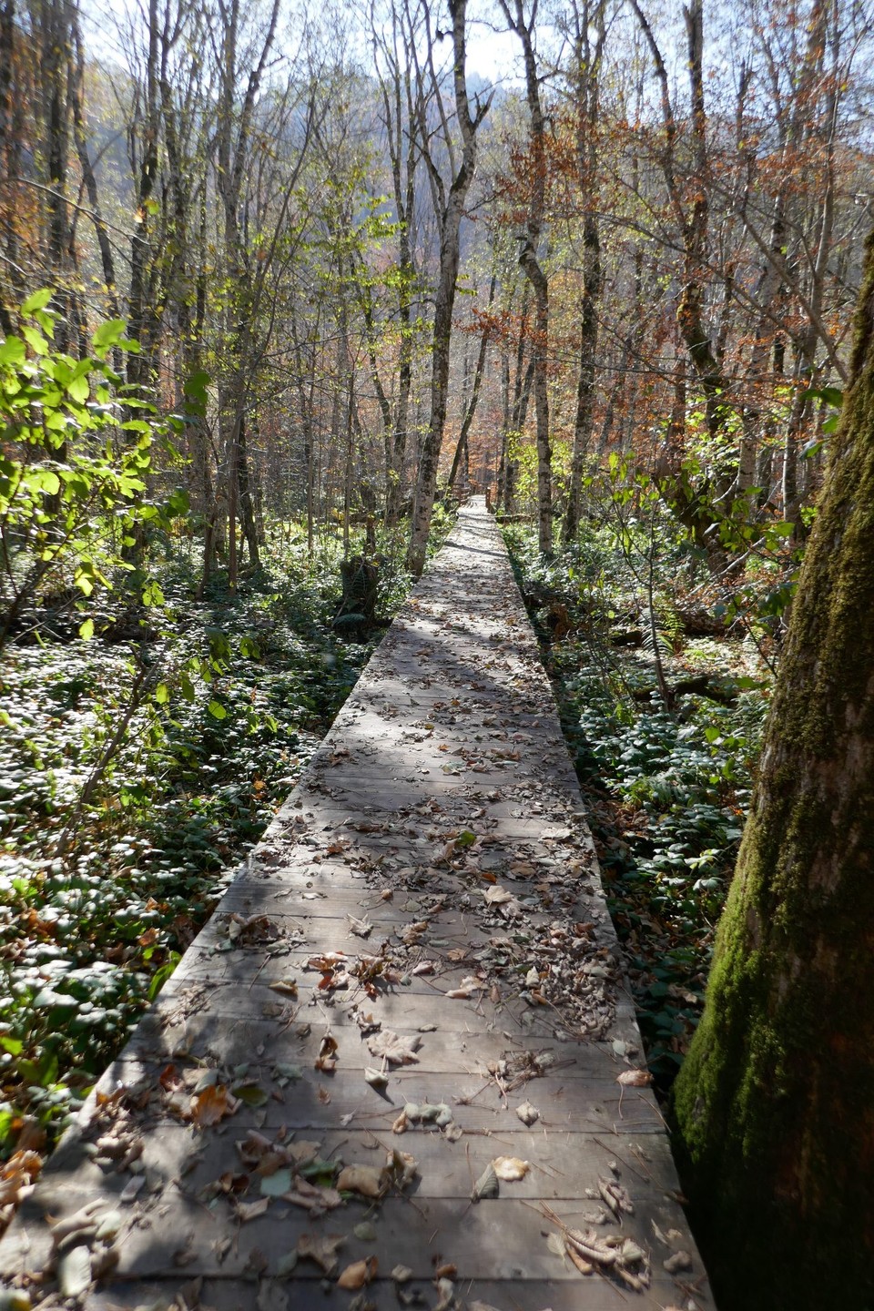 Montenegro - Nationalpark Biogradska Gora - 