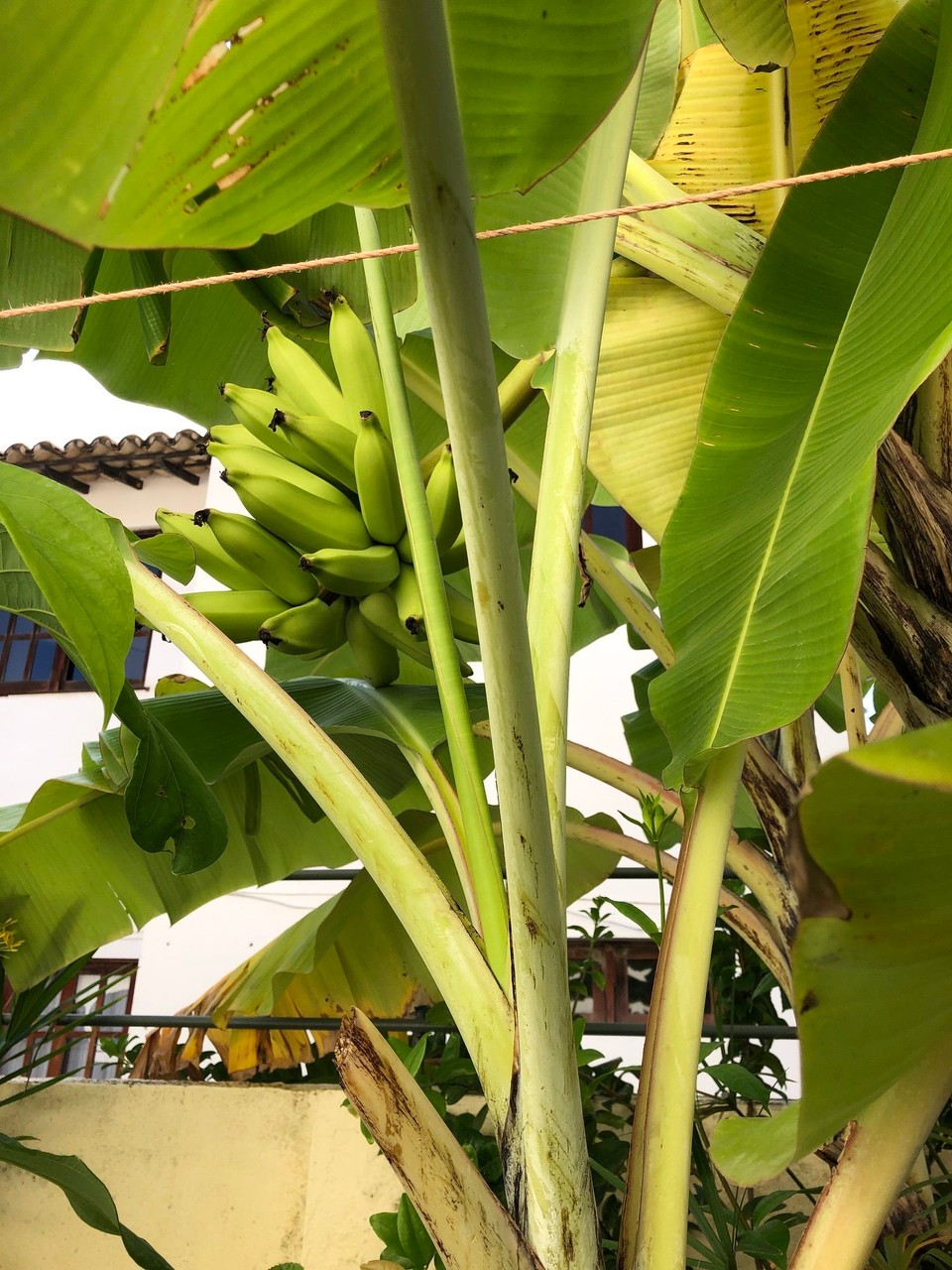 Brasilien - Salvador - Garten Jùrgen