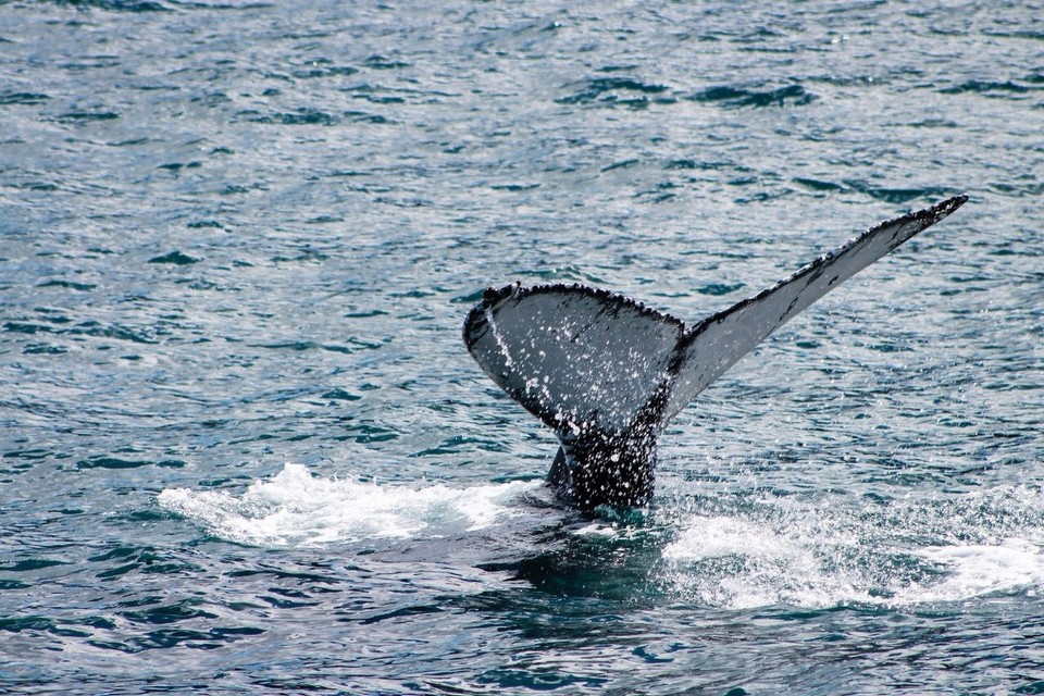 Neuseeland - Kaikoura Peninsula - 