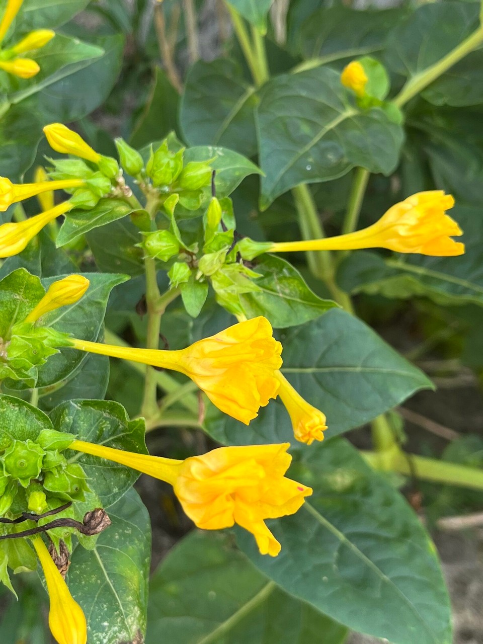 Kroatien - Završje - 