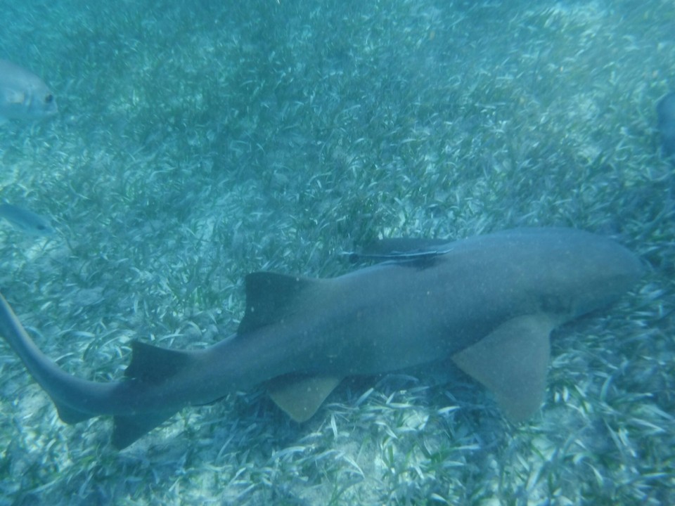 Belize -  - 