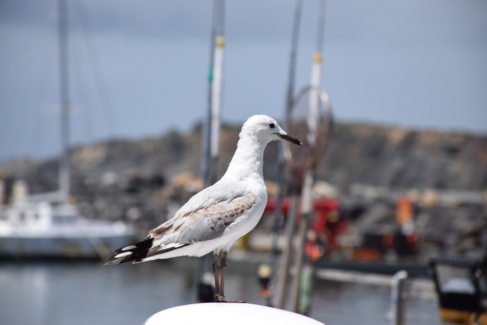 Australien - Coffs Harbour City - 
