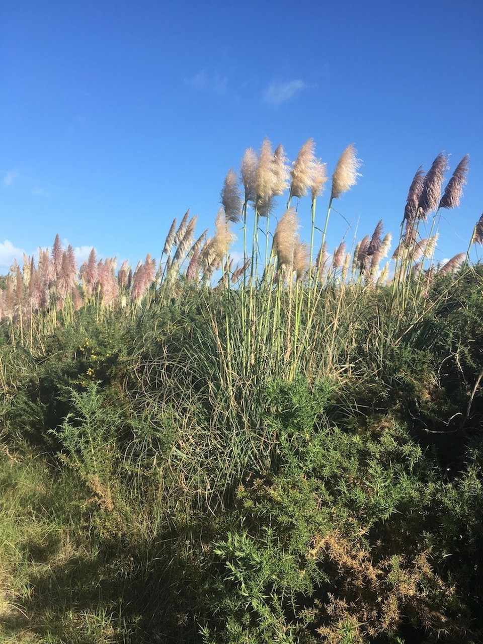 Neuseeland - Waipu - 