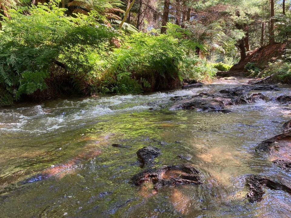 Neuseeland - Reporoa - 