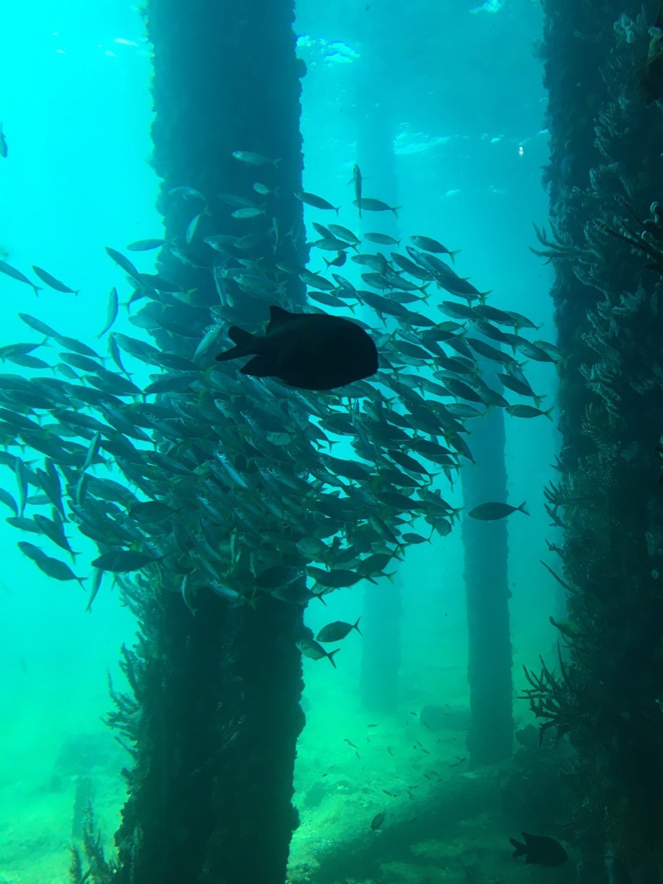 Australien - Eagle Bay - Unterm Jetty von Busselton..