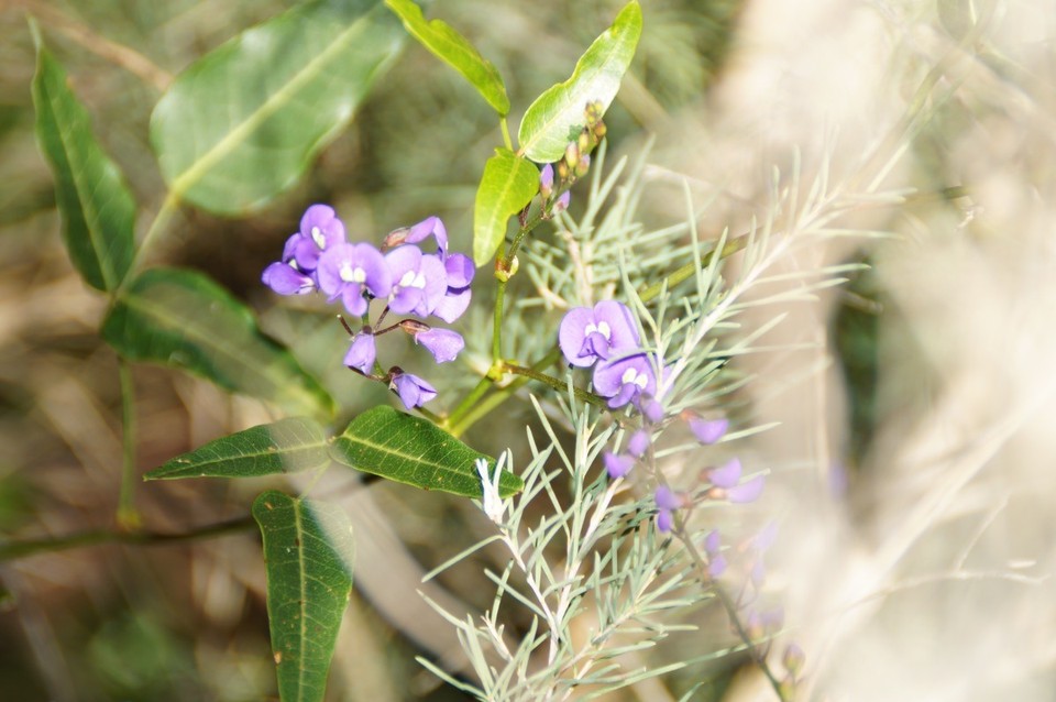 Australien - Yanchep - 