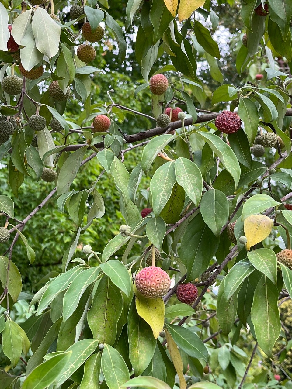 Italien - Verbania - 