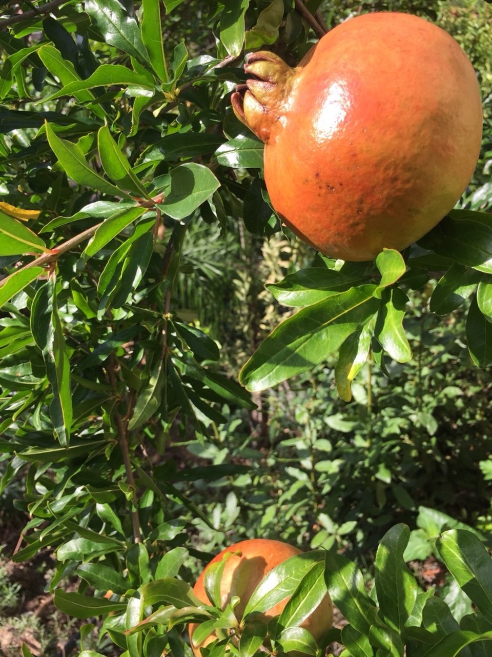 Italien - Taormina - 