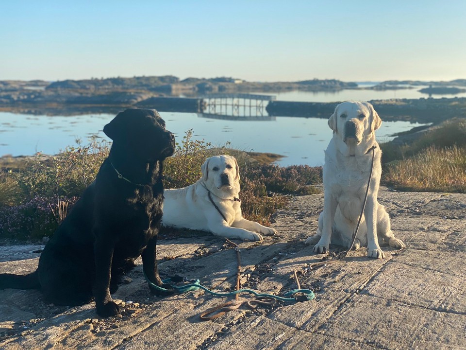Norwegen - Gurskøy - 