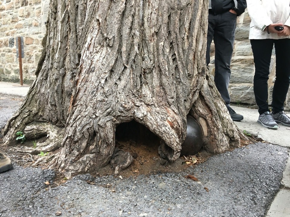 Canada - Québec City - Dies ist eine echte Kanonenkugel aus dem Krieg - man weiß nicht genau wie sie hier gelandet ist, aber man vermutet, dass sie mit dem Baum gewachsen ist und sich jetzt erst so gezeigt hat