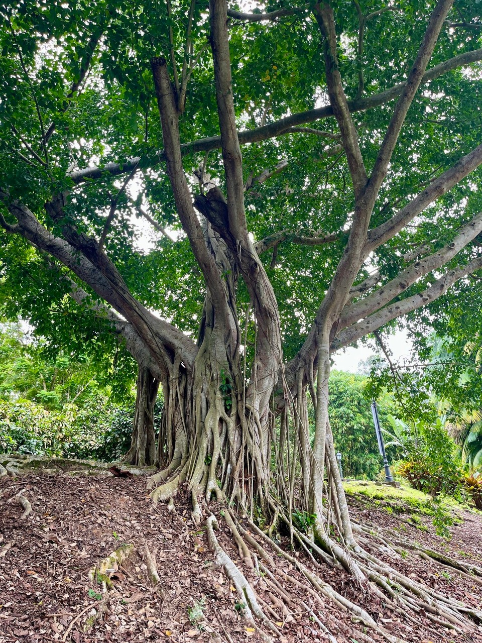Singapur - Singapur - 