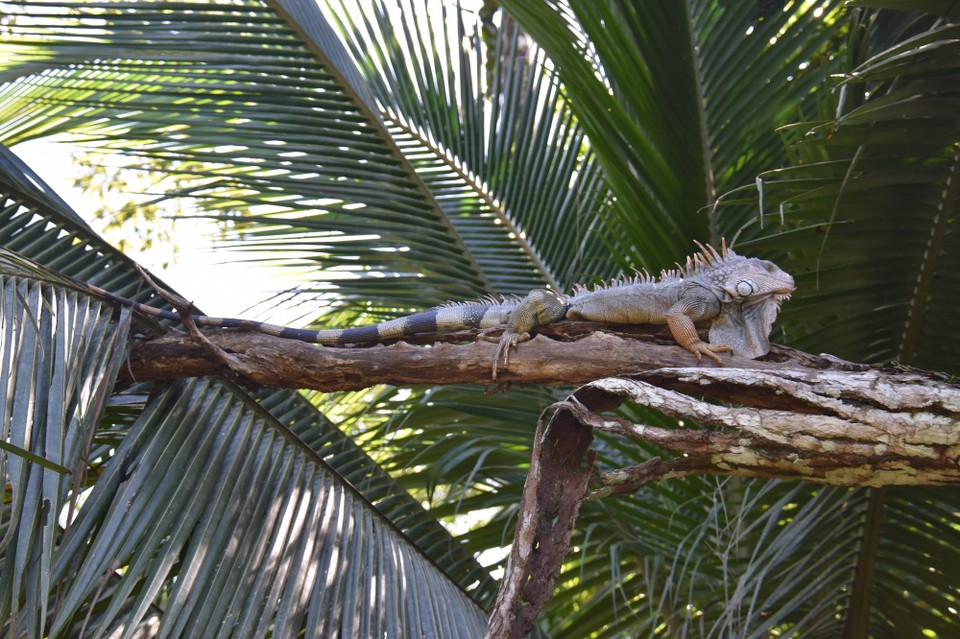 Costa Rica - Talamanca - Sonst chillen sie den ganzen Tag. Das war’s mal wieder von hier, bis bald 