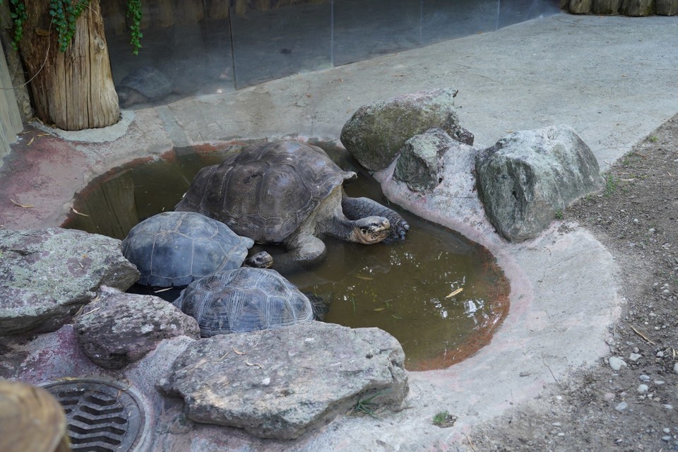 Schweiz - Zürich - Die Galapagos Riesenschildkröte. Die war schon da, als ich als Kleinkind den Zoo besuchte. Damals schon riesig und alt