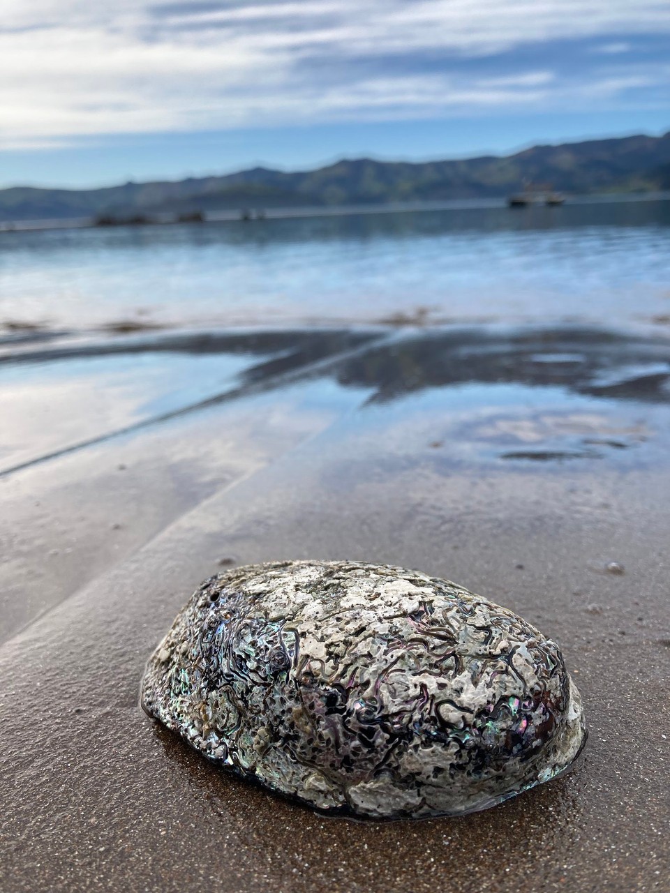 Neuseeland - French Farm - Hab meine erste Paua gefunden 🤓
