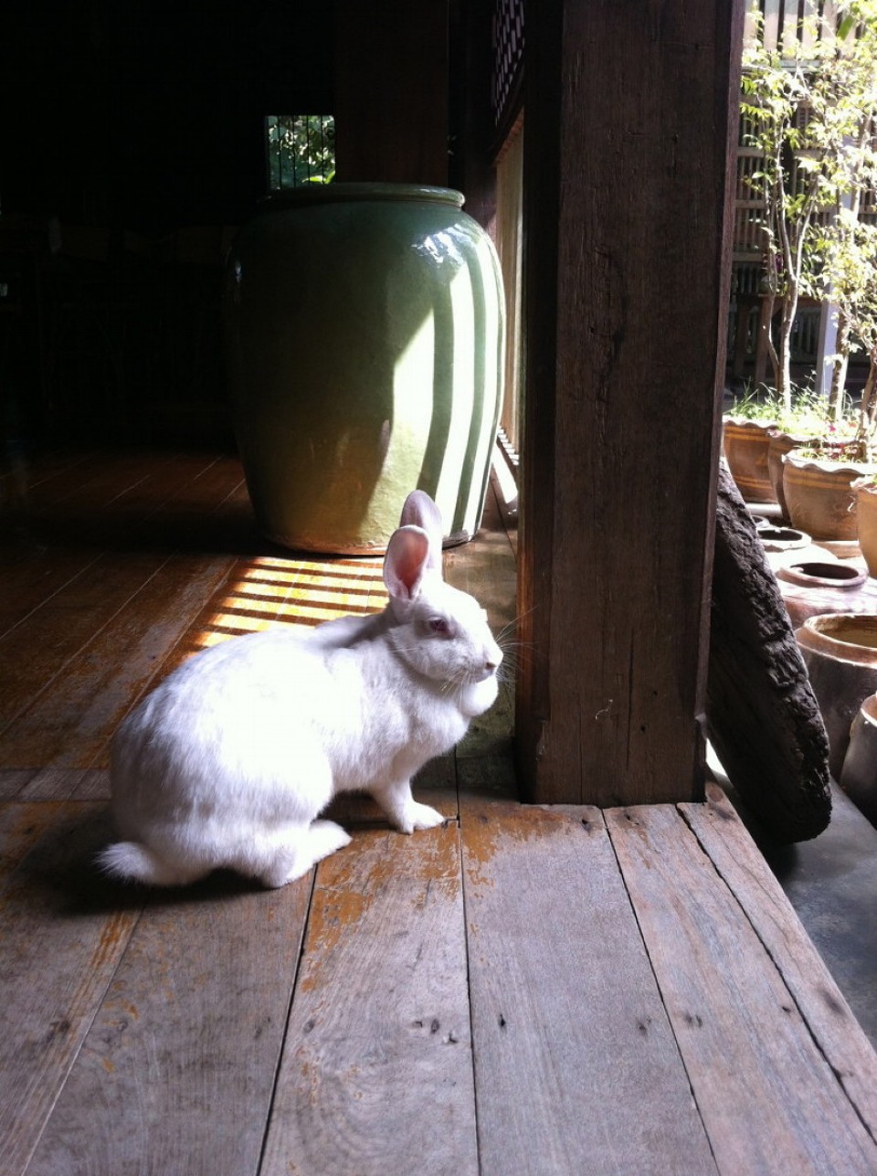 Thailand - Chiang Mai - Hotelhase