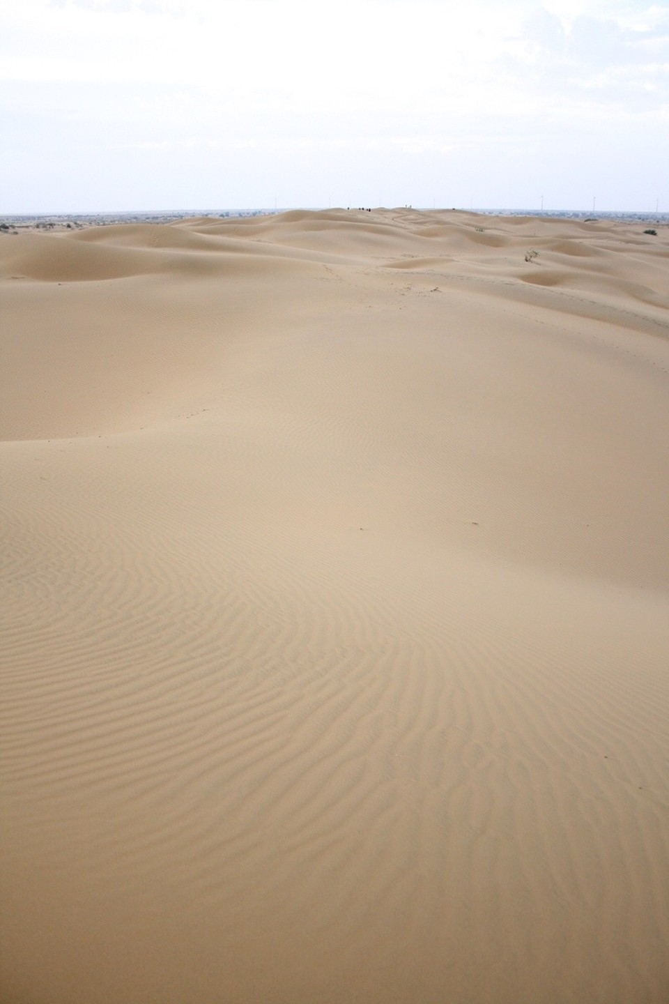 Thar Desert -  - 