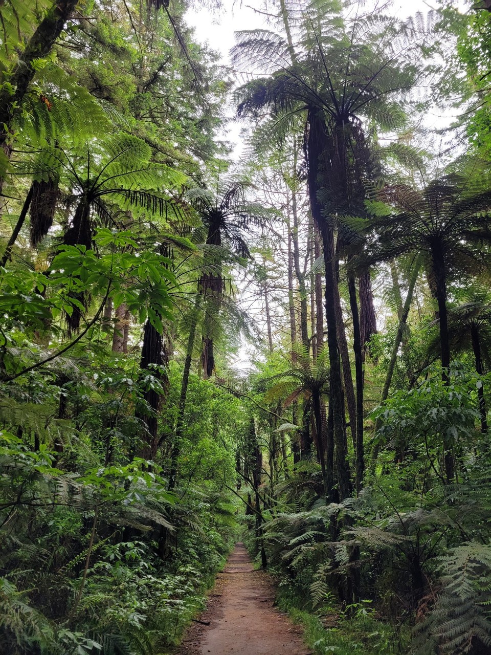 Neuseeland - Rotorua - 