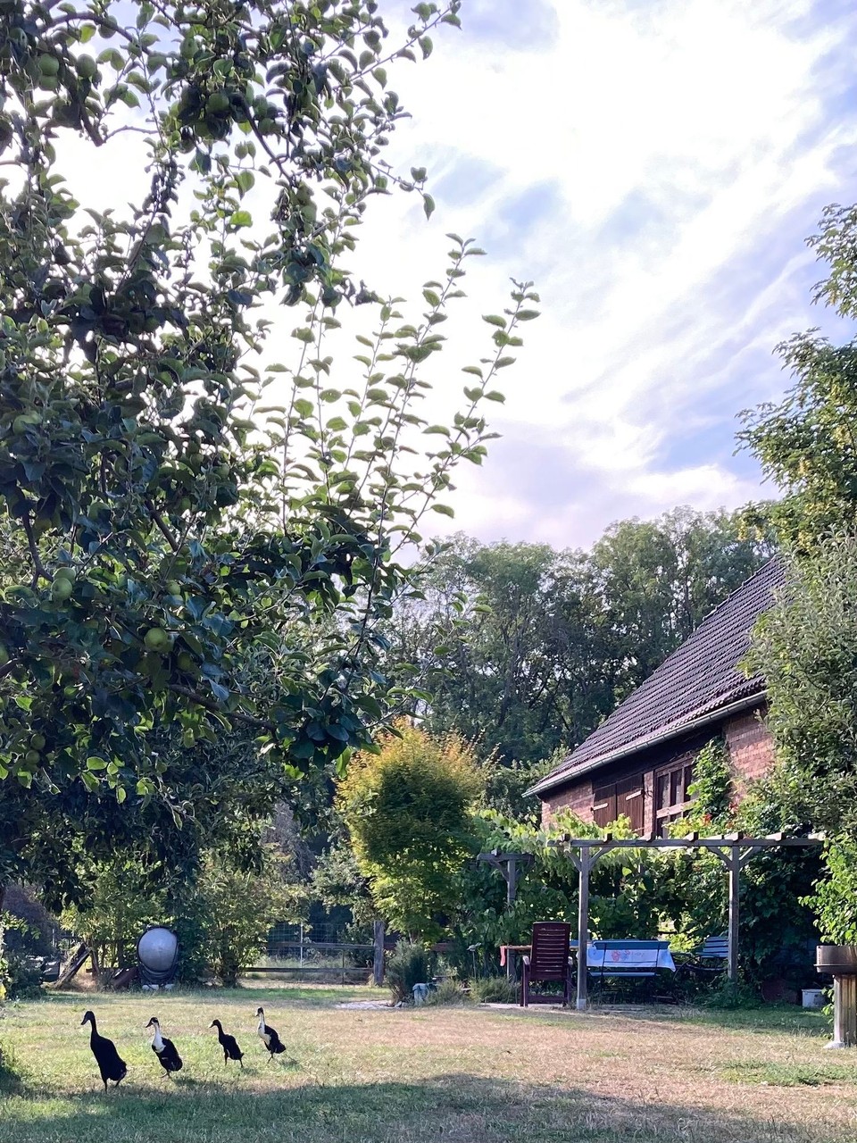 Deutschland - Barby - Baumgarten 