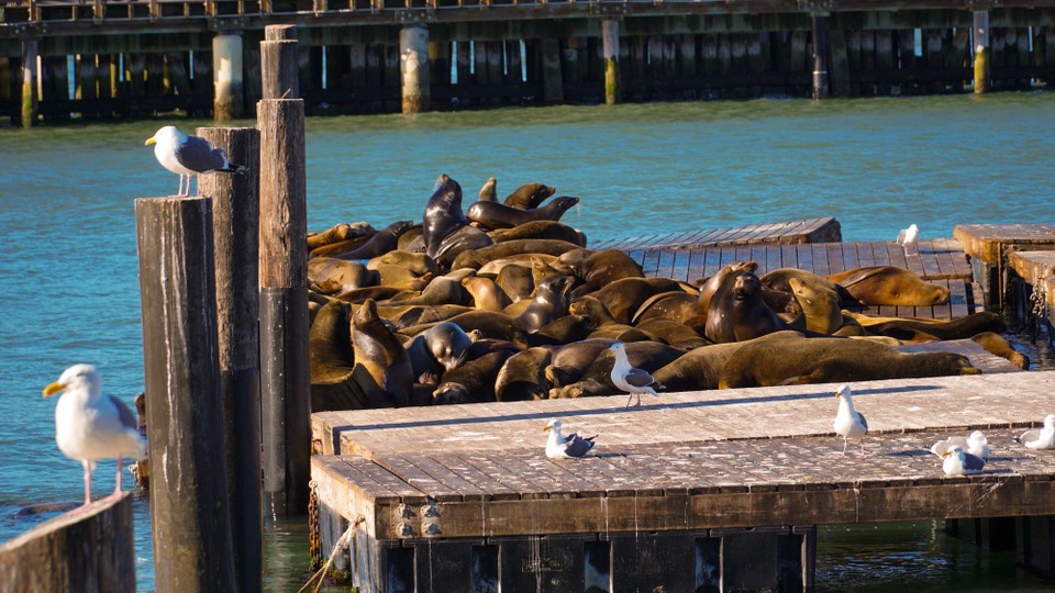 USA - San Francisco - Seelöwen auf der Pier, lassen es sich gut gehen.