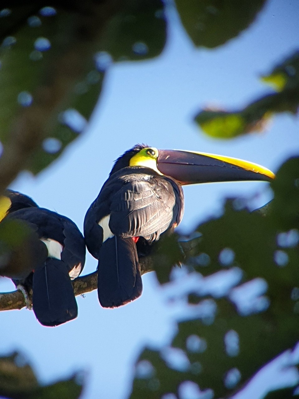 Ecuador - Mindo Valley - Choco Toucan