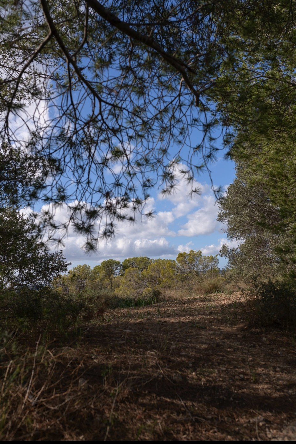 Spanien - ses Illetes - 