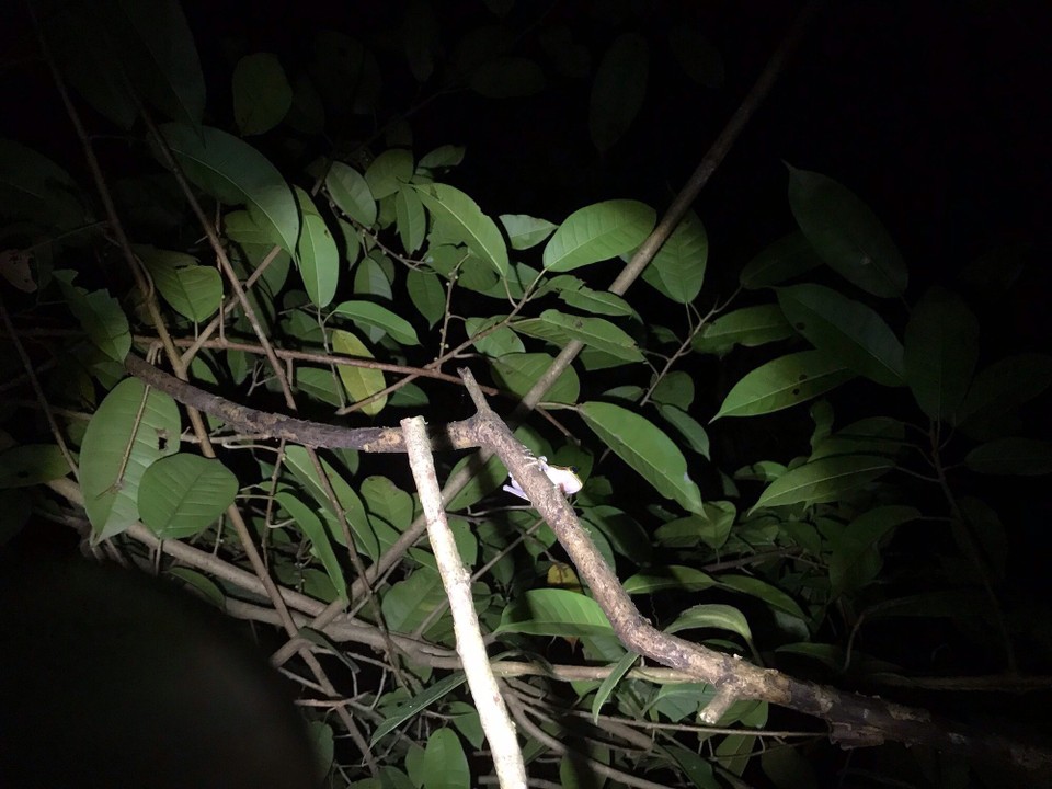 Costa Rica - San Carlos - 
