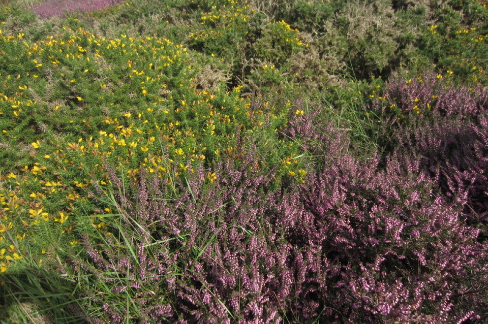 Vereinigtes Königreich - Exmoor-Nationalpark - 