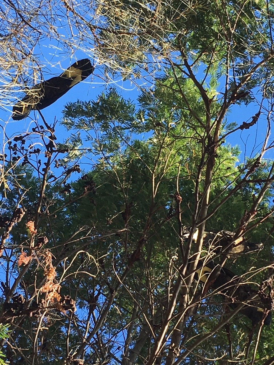 Australien - South Hobart - 