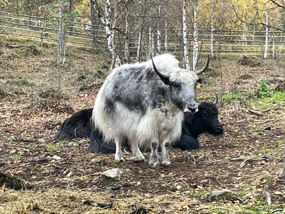 Finnland - Ivalo - Heute Nacht haben wir tierische Gesellschaft 
