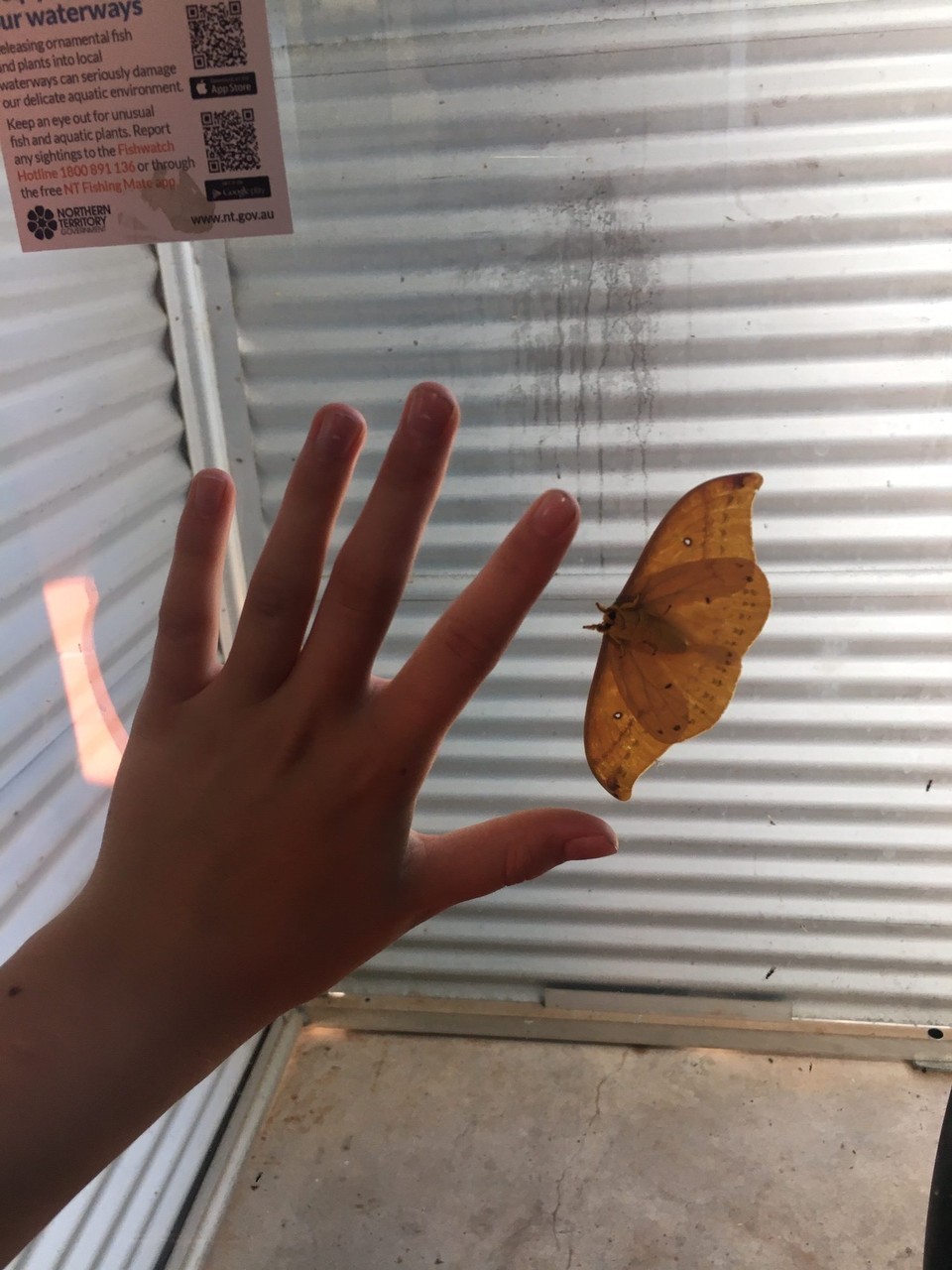 Australien - Kakadu - Was hier so alles rumflattert 