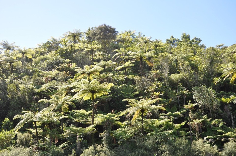 Neuseeland - New Plymouth - 