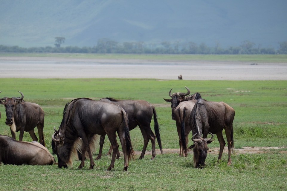  - Schutzgebiet Ngorongoro - Gnus