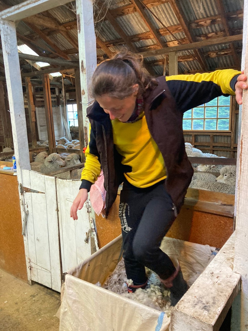 Neuseeland - Ward - Wolle zusammenpressen