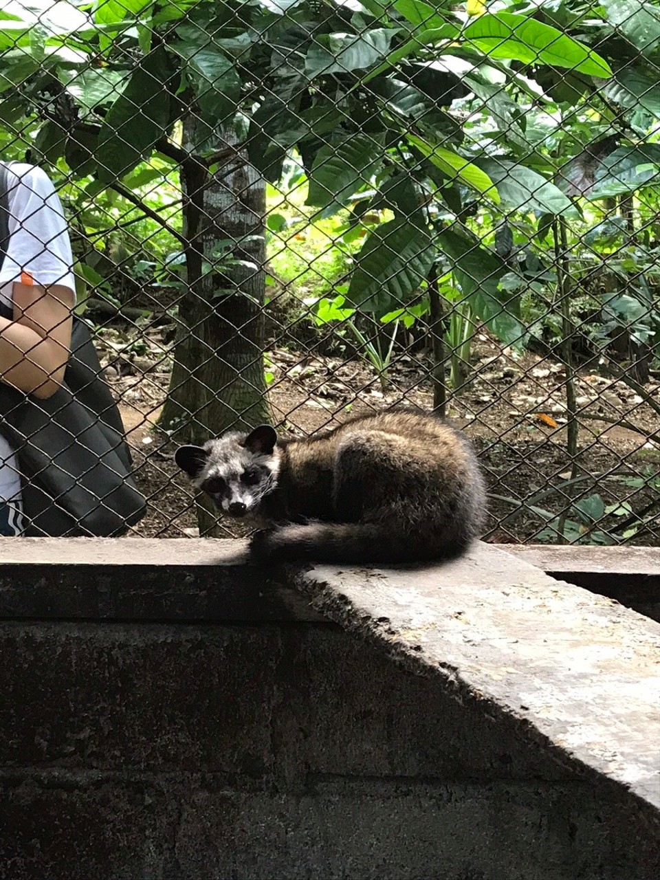 Indonesia - Gianyar - A Luwak, they eat the coffee beans and you can guess the rest...