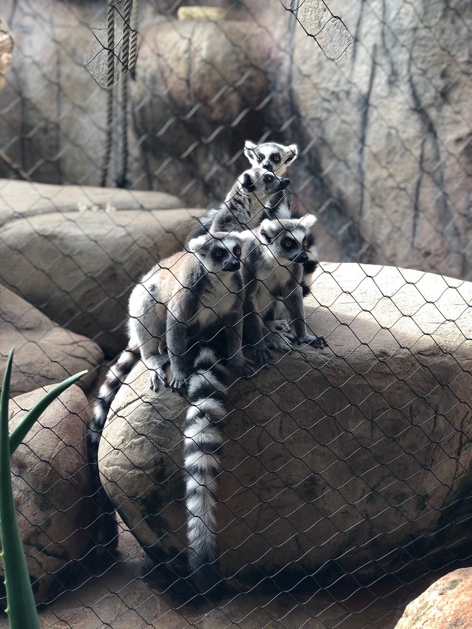 Norway - Kristiansand S - • Ring Tailed Lemur • 