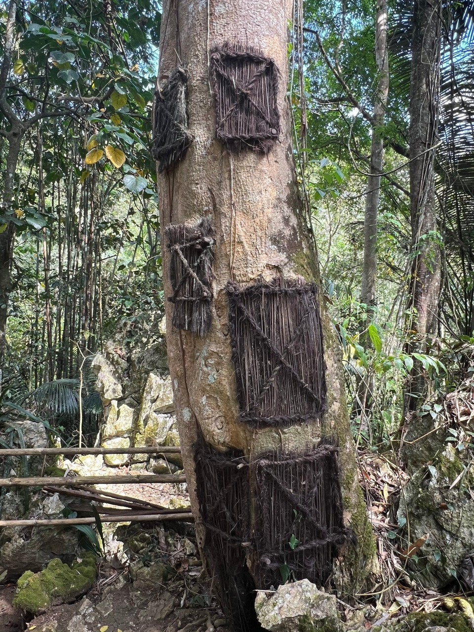 Indonesien - North Toraja Regency - Ein Baumgrab für Babys. Damit die jungen Seelen mit der Kraft des Baumes in den Himmel wachsen.