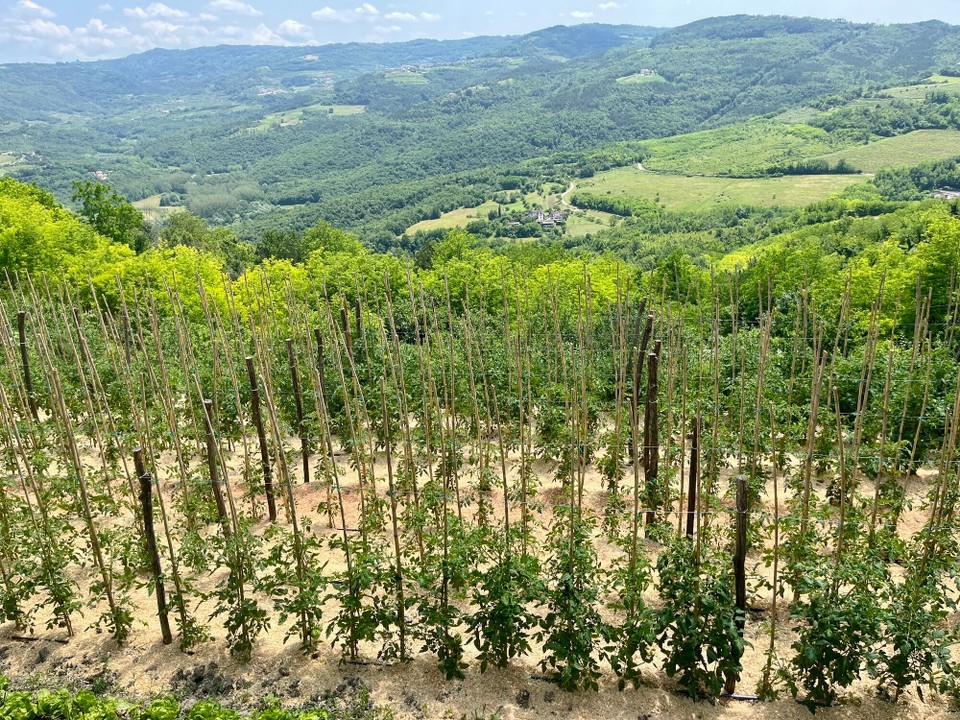 Kroatien - Motovun - 