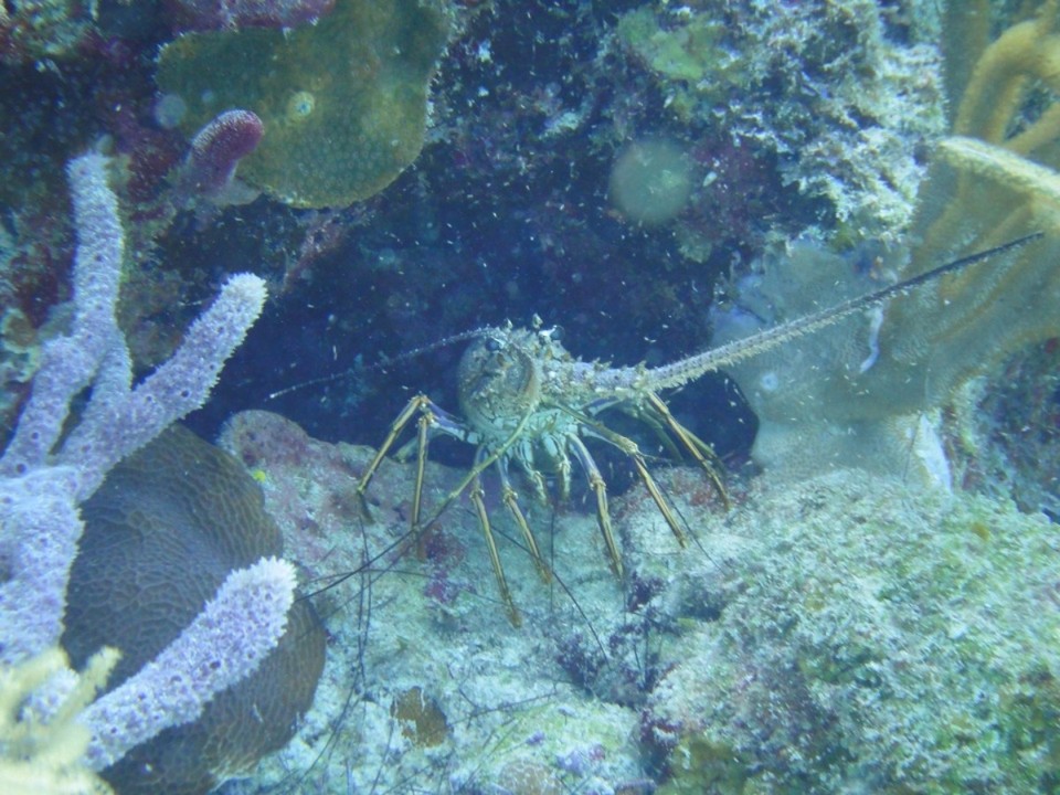 Mexiko - Playa del Carmen - Lobster!! Mmmhh 