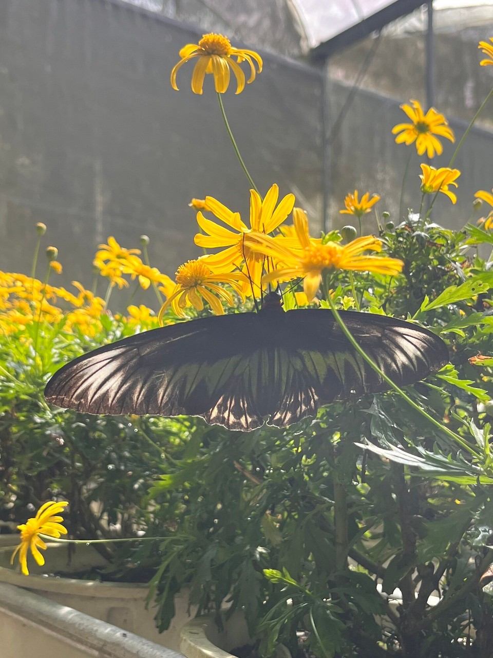 Malaysia - Tanah Rata - 