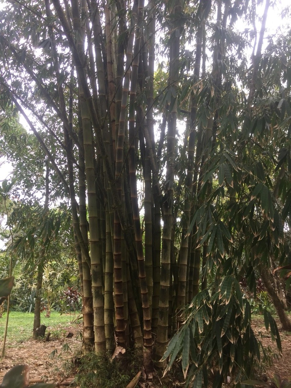 Vereinigte Staaten - Haiku-Pauwela - Regenwald mit riesigem Bambus