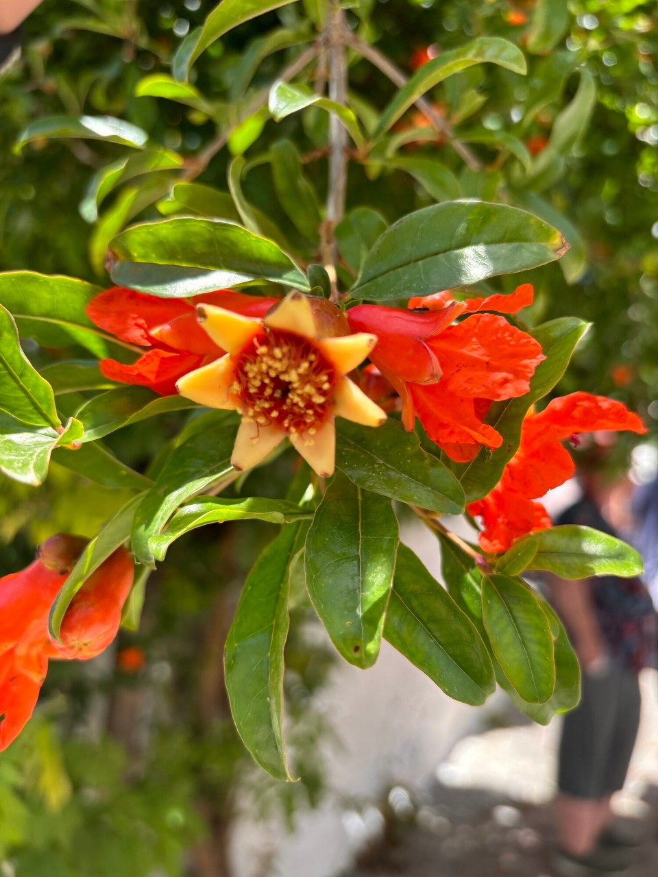 Griechenland - Ano Asites - 