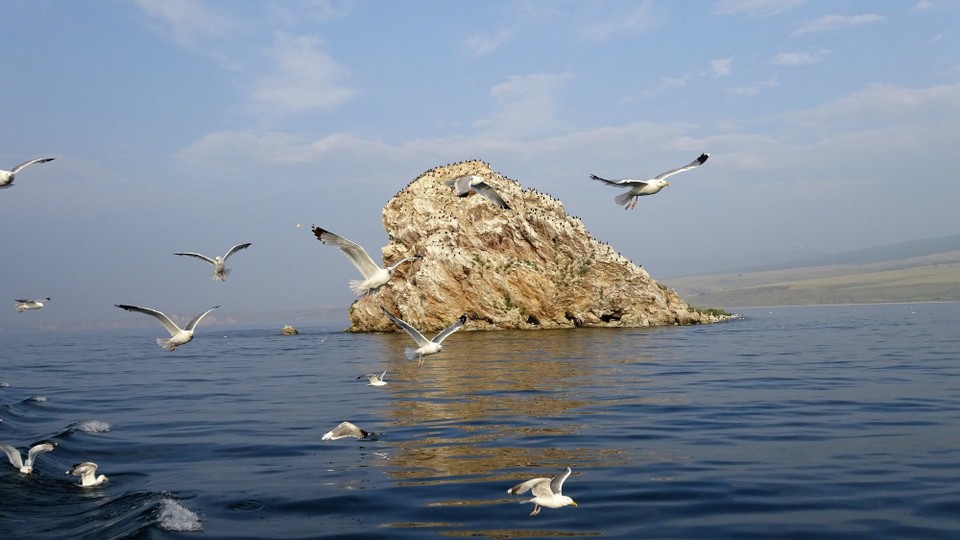 Russia - Lake Baikal - Seagull Rock (with seagulls)