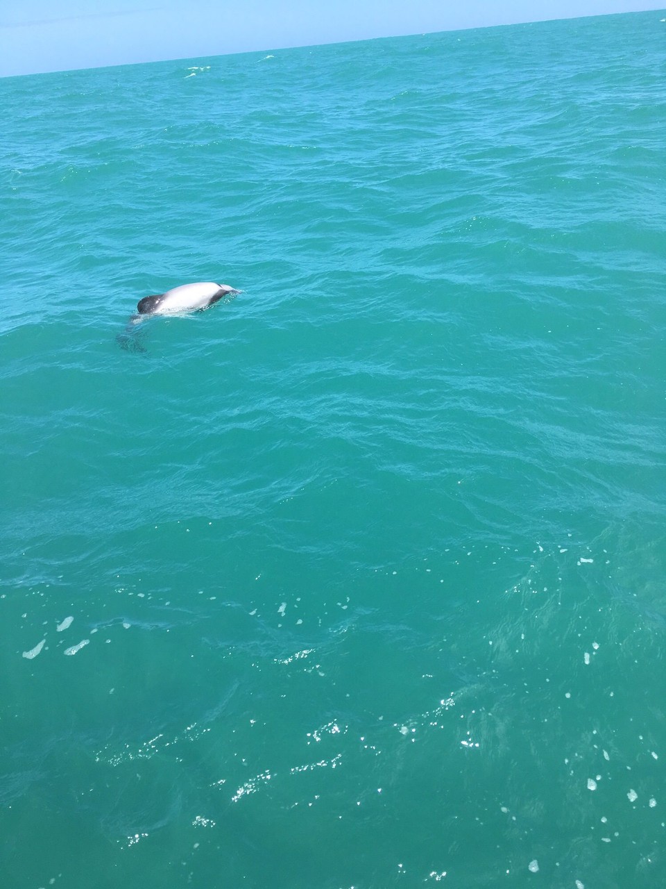 Neuseeland - Akaroa - 